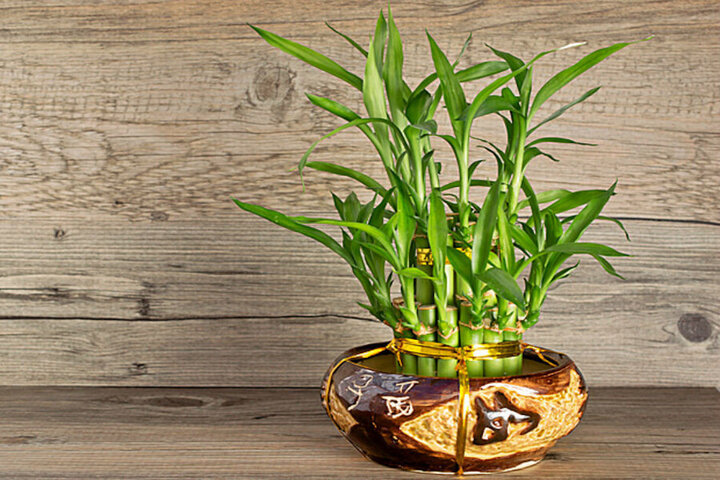 Cây phát tài luôn được nhiều người lựa chọn trưng trong nhà.