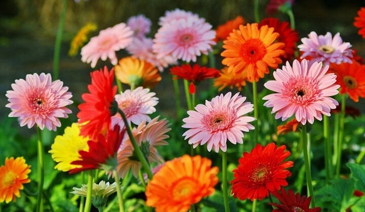 Hoa đồng tiền nhiều màu sắc giúp ngôi nhà của bạn thêm tươi vui.